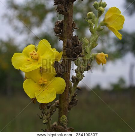 Wild Plant Wallflower Blooming At Field With Yellow Flowers, Close Up