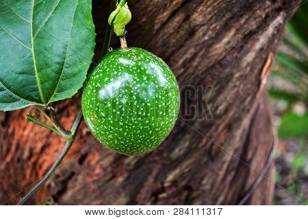 Green Passion Fruit On Vine Tree / Scarletfruit Passionflower - Passiflora Foetida