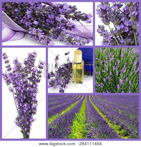 Lavender And Lavender Products In Collage - In Lila Tone
