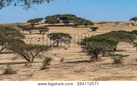 Landscape View Between Gondar And The Simien Mountains, Ethiopia, Africa