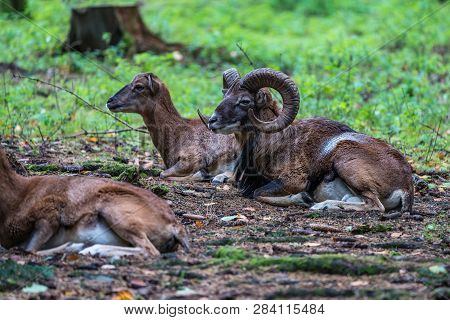 European Mouflon, Ovis Orientalis Musimon. Wildlife Animal.