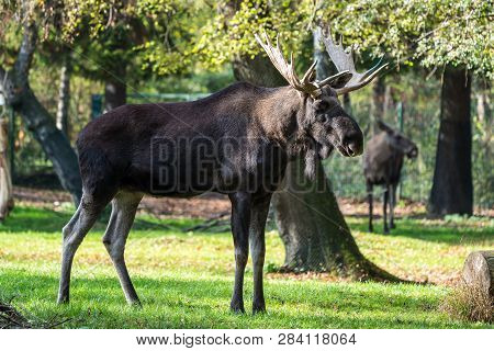 European Moose, Alces Alces, Also Known As The Elk