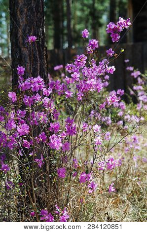 Ledum. The Fabulous Beauty Of Our Spring Forests And Hills. The First Spring Flowers On The Forest E