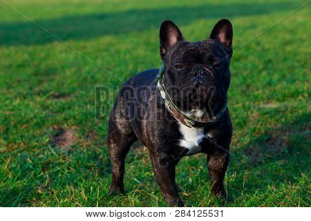 Dog Breed French Bulldog Is Stand On Green Grass