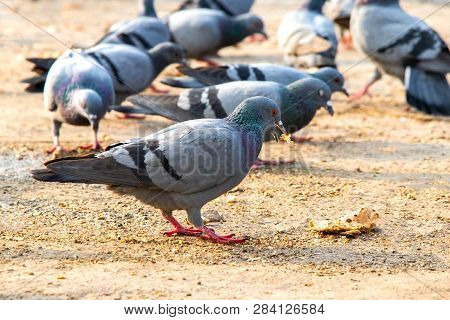 Group Of Pigeons