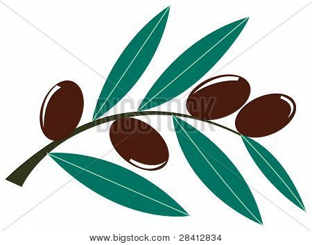 Z oliwek brach