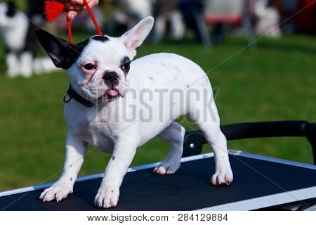 Little Puppy Of Breed French Bulldog Stands On The Table And Shows Tongue