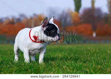 Little Puppy Breed French Bulldog Stands On The Green Grass