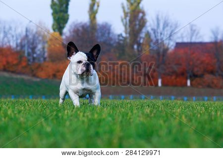 Little Puppy Breed French Bulldog Stands On The Green Grass