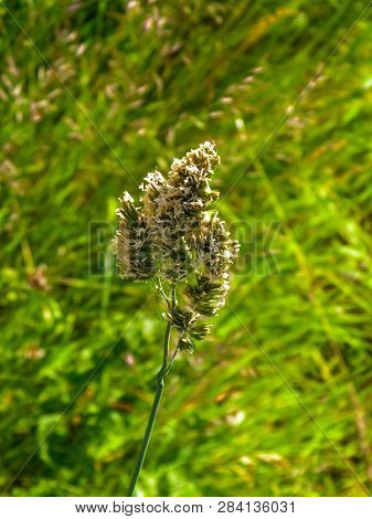 Close Up Of Orchard Grass ( Dactylis Glomerata ). Nature In Summer On Meadow In Poland.