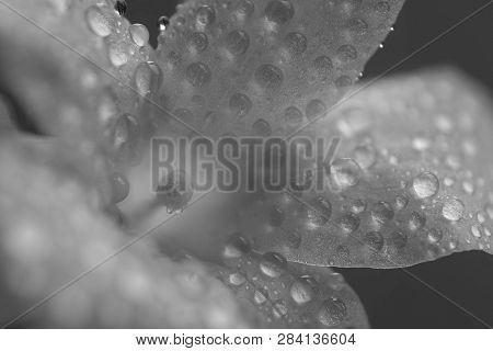 An Abstract Art Image Of A Daisy Flower With Beaded Waterdops