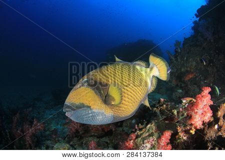 Titan Triggerfish fish 