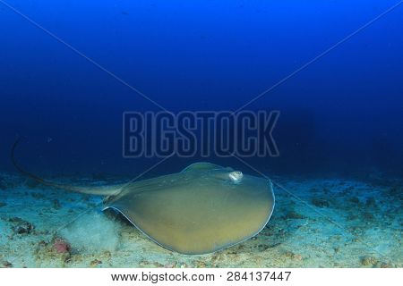 Jenkin's Whipray (Stingray or Ray) 