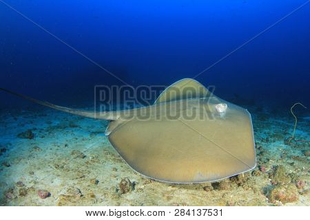 Jenkin's Whipray (Stingray or Ray) 
