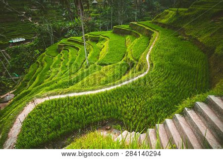 Tegalalang rice terrace in the Ubud, Bali. Indonesian landscape. Famous scene of the green paddies involving the subak (traditional Balinese cooperative irrigation system). Popular tourist attraction.