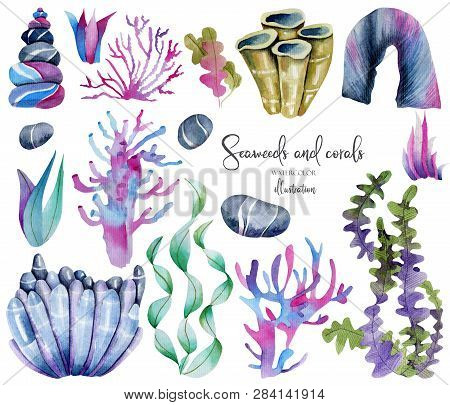 Watercolor Seaweeds And Sea Stones Colllection, Hand Painted Isolated On A White Background