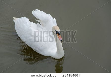 White Swan Swims In A Lake During Autumn, Graceful Bird With White Feathers In Water Near To The Sho
