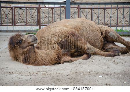 Bactrian Camel Resting On The Ground. Turning On Its Side
