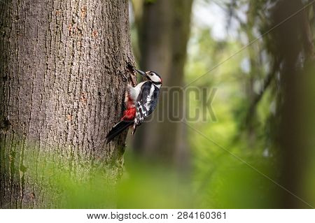 Great spotted woodpecker perching on the tree trunk next to the nest hole. Male woodpecker (Dendrocopos major)  colored black and white with red undertail.