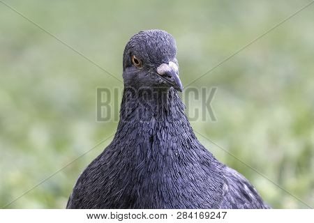 A Pigeon Walking Alone On The Meadow