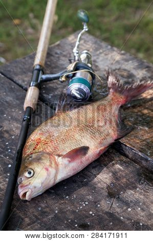 Big Freshwater Common Bream And Fishing Rod With Reel On Vintage Wooden Background..