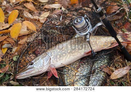 Freshwater Pike Fish. Freshwater Pike Fish Lies On Landing Net With Fishery Catch In It And Fishing