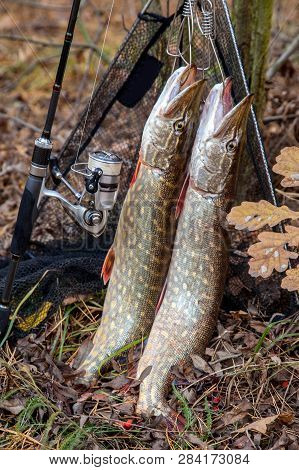 Freshwater Pike Fish. Two Freshwater Pike Fish On Fish Stringer And Fishing Rod With Reel On Natural