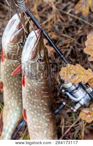 Freshwater Pike Fish. Two Freshwater Pike Fish On Fish Stringer And Fishing Rod With Reel On Yellow