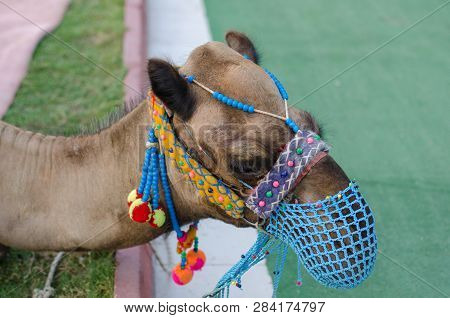 Head Of A Camel With A Blue Mesh Face On The Lawn.