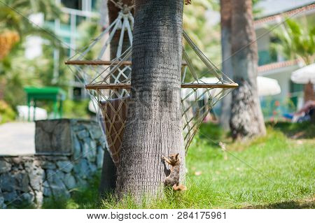 Squirrel Climbs A Tree From The Lawn.