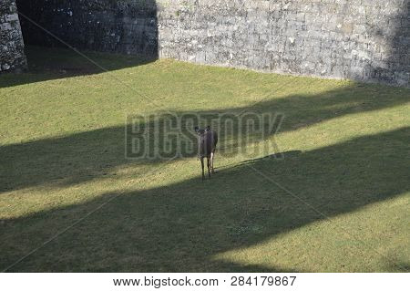 Precious Walls Of The Citadel Decking In Jaca In Its Grass Pit There Is A Host Family Of Deer. Trave