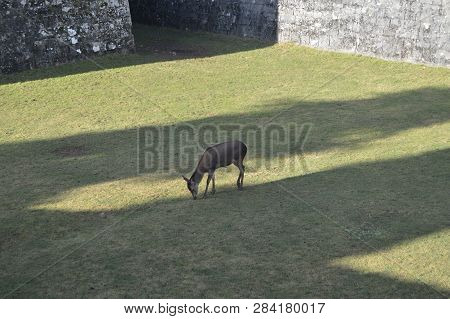 Precious Walls Of The Citadel Decking In Jaca In Its Grass Pit There Is A Host Family Of Deer. Trave