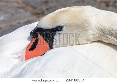 Blind mute swan with orange beak tucked under a wing. Beautiful white waterfowl bird (Cygnus olor) with eyesore resting its head into the back feathers.