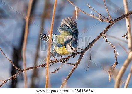 Blue tit with spread wings in winter forest. Tiny yellow bird (Parus caeruleus) with blue cap perching on tree branch with light blurred background.