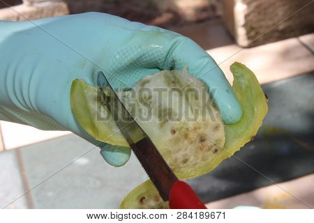 Woman Is Slicing Fruit Fichi Dindia Opuntia Ficus-indica