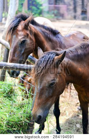 Zoo Farm Horses Grazing Grass In Stable