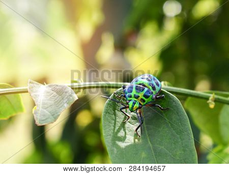 Colorful Of Jewel Beetle Green Bug On Leaf In Nature Background / Close Up Green Insect