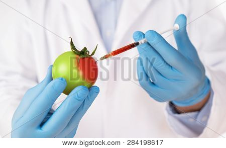 Food Genetic Modification Concept. Close Up Of Sciencist Injecting Syringe Into Tomato