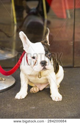 A Dog Sits Near A Shop In Madrid