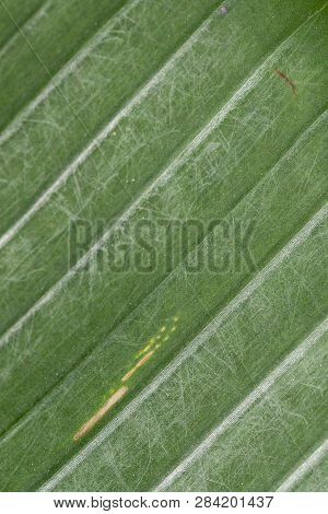 Beaultiful Banana Leaf Green Texture For Design