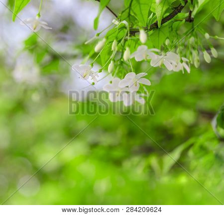 White Color Of Wrightia Religiosa Flower Tree