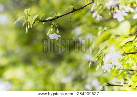 White Color Of Wrightia Religiosa Flower Tree
