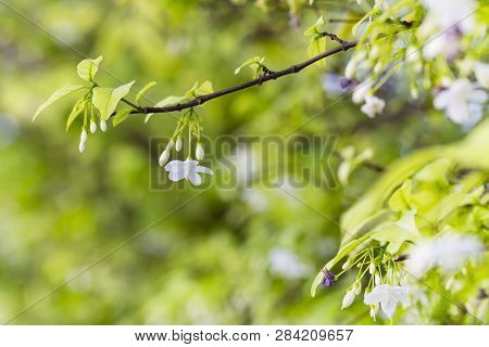 White Color Of Wrightia Religiosa Flower Tree