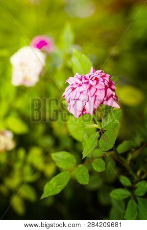 Pink Miniature Rose Flower Tree In Garden