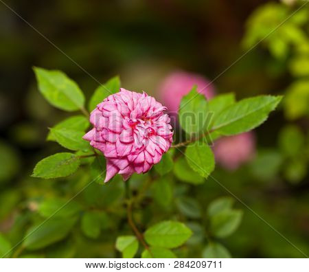Pink Miniature Rose Flower Tree In Garden
