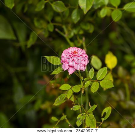 Pink Miniature Rose Flower Tree In Garden