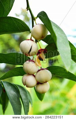 Fruit Of Melientha Suavis Pierre Plant On Tree / Opiliaceae Or Pak Wan Vegetable