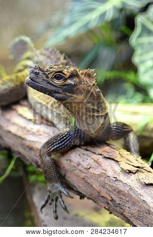 Philippine Sailfin Lizard (hydrosaurus Pustulatus) On Branch.