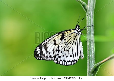 Tropical Butterfly Paper Kite Or Large Tree Nymph ( Idea Leuconoe ) Sitting On The Stem Of The Plant