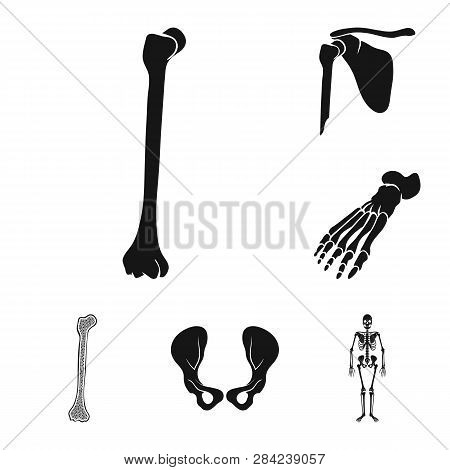 Vector Illustration Of Biology And Medical Icon. Set Of Biology And Skeleton Stock Vector Illustrati